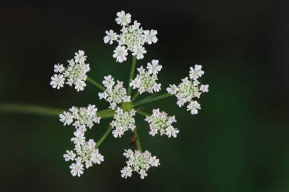 Fotografia da espécie Torilis japonica