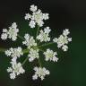 Fotografia 14 da espécie Torilis japonica do Jardim Botânico UTAD