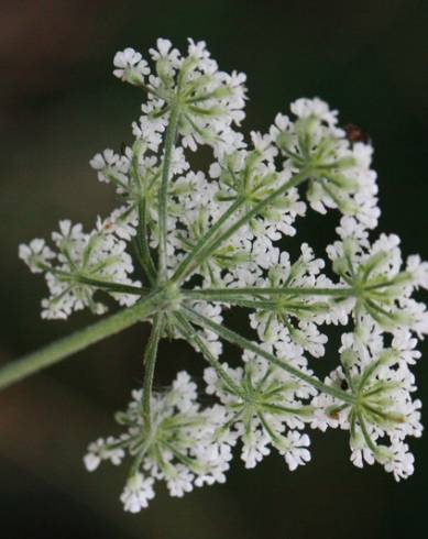 Fotografia de capa Torilis japonica - do Jardim Botânico