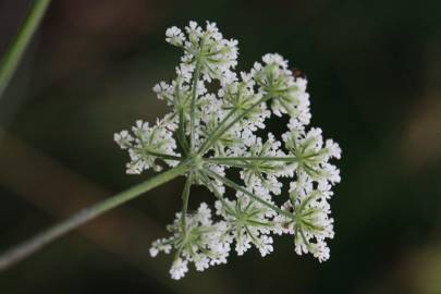 Fotografia da espécie Torilis japonica