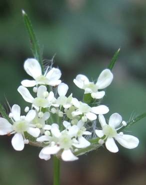 Fotografia 15 da espécie Torilis japonica no Jardim Botânico UTAD