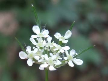 Fotografia da espécie Torilis japonica