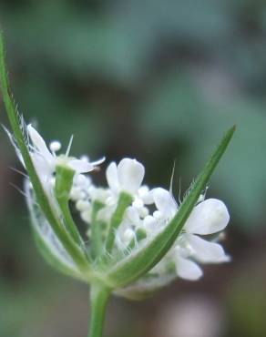 Fotografia 18 da espécie Torilis japonica no Jardim Botânico UTAD