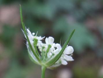 Fotografia da espécie Torilis japonica