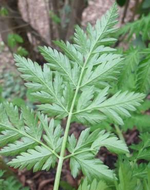 Fotografia 19 da espécie Torilis japonica no Jardim Botânico UTAD