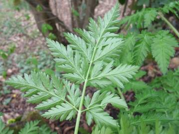 Fotografia da espécie Torilis japonica