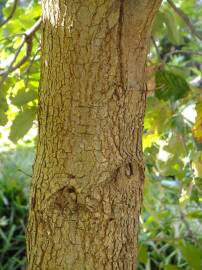 Fotografia da espécie Quercus canariensis