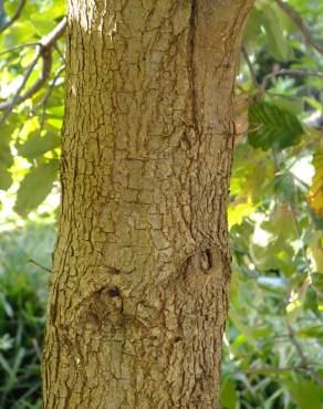 Fotografia 10 da espécie Quercus canariensis no Jardim Botânico UTAD