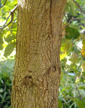 Fotografia 10 da espécie Quercus canariensis no Jardim Botânico UTAD