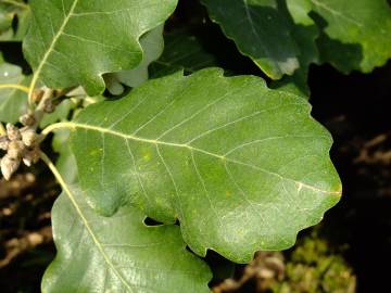 Fotografia da espécie Quercus canariensis