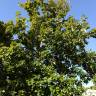 Fotografia 12 da espécie Quercus canariensis do Jardim Botânico UTAD