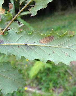 Fotografia 14 da espécie Quercus canariensis no Jardim Botânico UTAD