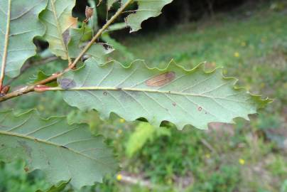 Fotografia da espécie Quercus canariensis