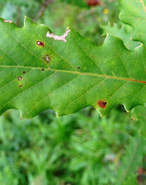 Fotografia 16 da espécie Quercus canariensis no Jardim Botânico UTAD