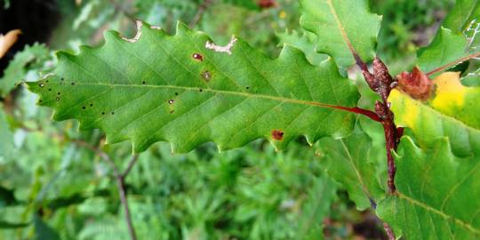 Fotografia da espécie Quercus canariensis