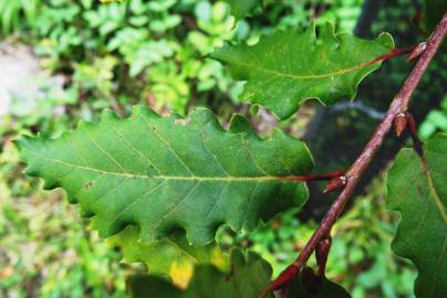 Fotografia da espécie Quercus canariensis