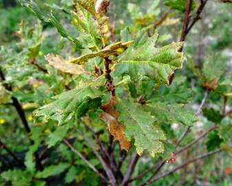 Fotografia da espécie Quercus canariensis