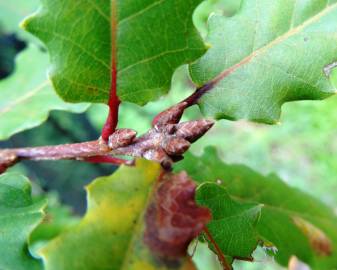 Fotografia da espécie Quercus canariensis