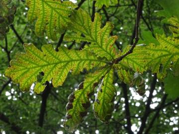 Fotografia da espécie Quercus frainetto