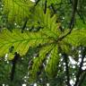 Fotografia 10 da espécie Quercus frainetto do Jardim Botânico UTAD