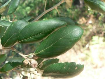 Fotografia da espécie Quercus suber