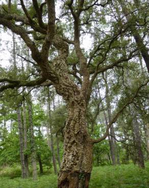 Fotografia 14 da espécie Quercus suber no Jardim Botânico UTAD