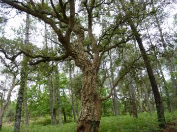 Fotografia da espécie Quercus suber