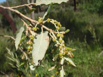 Fotografia da espécie Quercus suber