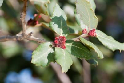 Fotografia da espécie Quercus suber