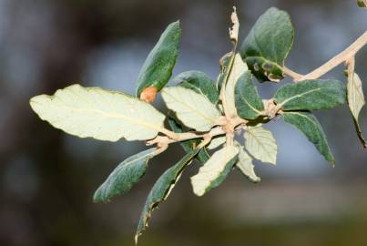 Fotografia da espécie Quercus suber