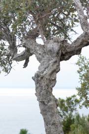 Fotografia da espécie Quercus suber