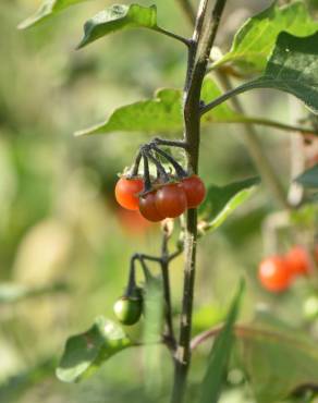 Fotografia 7 da espécie Solanum villosum no Jardim Botânico UTAD