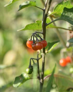 Fotografia 8 da espécie Solanum villosum no Jardim Botânico UTAD