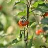Fotografia 7 da espécie Solanum villosum do Jardim Botânico UTAD