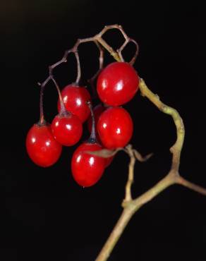 Fotografia 9 da espécie Solanum villosum no Jardim Botânico UTAD