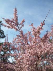 Fotografia da espécie Tamarix africana