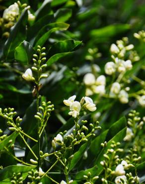 Fotografia 7 da espécie Styphnolobium japonicum no Jardim Botânico UTAD