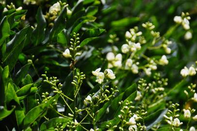 Fotografia da espécie Styphnolobium japonicum