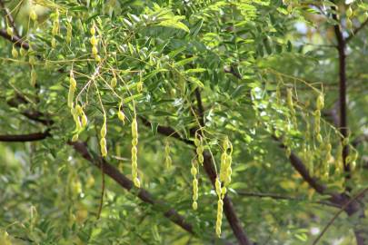 Fotografia da espécie Styphnolobium japonicum