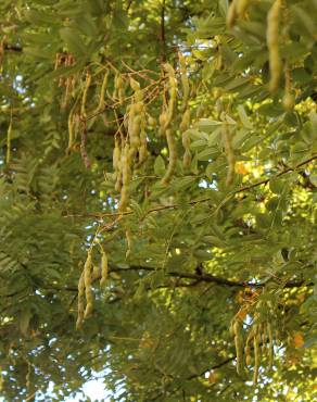 Fotografia 9 da espécie Styphnolobium japonicum no Jardim Botânico UTAD