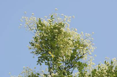 Fotografia da espécie Styphnolobium japonicum