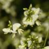 Fotografia 12 da espécie Styphnolobium japonicum do Jardim Botânico UTAD