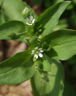 Fotografia 11 da espécie Stellaria neglecta no Jardim Botânico UTAD