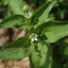 Fotografia 11 da espécie Stellaria neglecta do Jardim Botânico UTAD