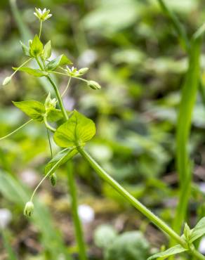 Fotografia 12 da espécie Stellaria neglecta no Jardim Botânico UTAD