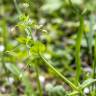 Fotografia 12 da espécie Stellaria neglecta do Jardim Botânico UTAD