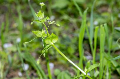 Fotografia da espécie Stellaria neglecta