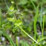 Fotografia 13 da espécie Stellaria neglecta do Jardim Botânico UTAD