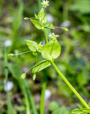 Fotografia 14 da espécie Stellaria neglecta no Jardim Botânico UTAD