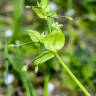 Fotografia 14 da espécie Stellaria neglecta do Jardim Botânico UTAD